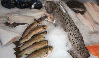 frischer Fisch